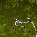 Green Kingfisher