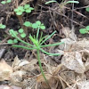 Pine tree seedling