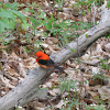 Scarlet Tanager