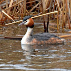 Great Crested Grebe