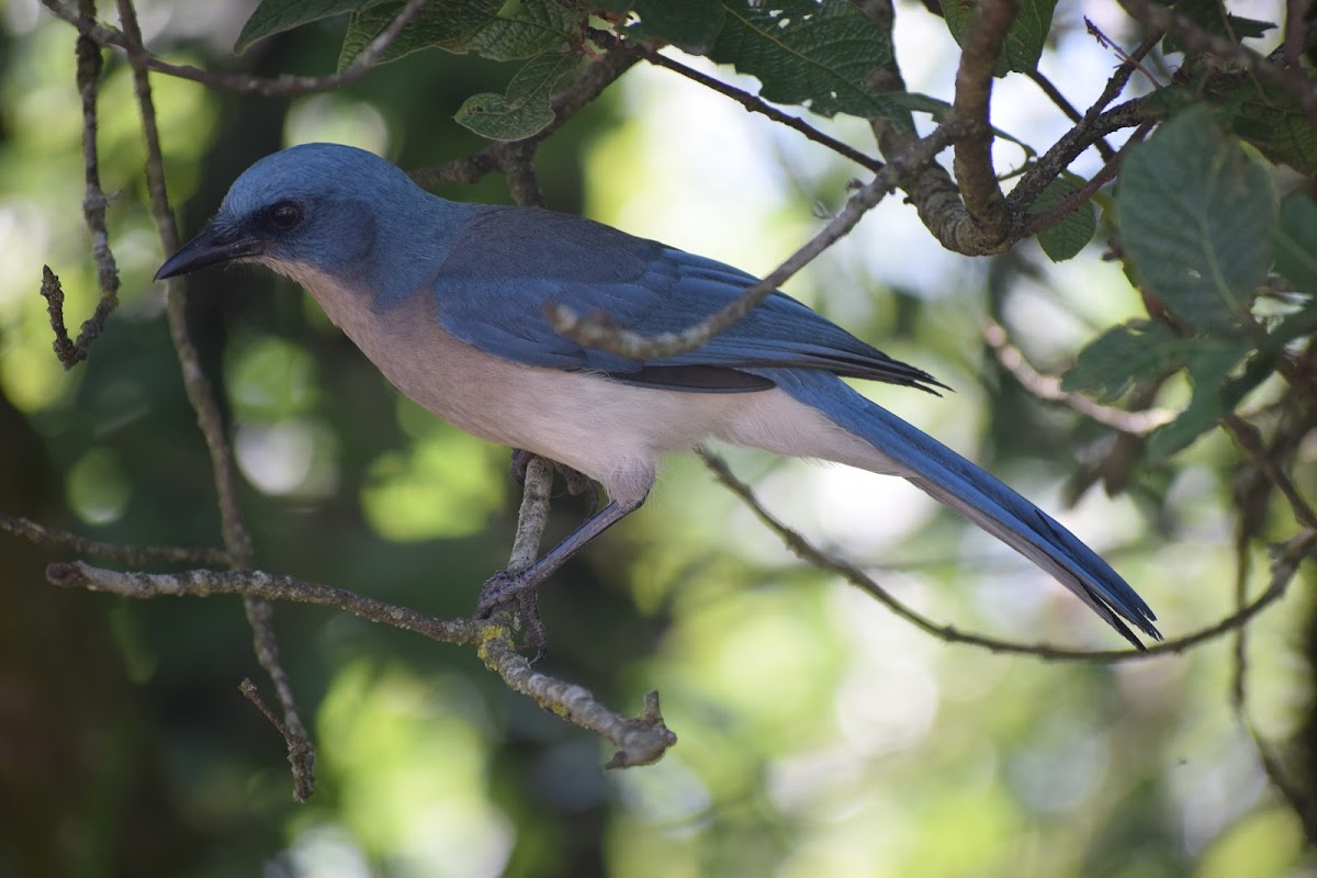 Mexican jay