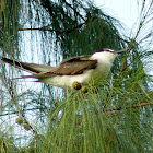 Brindled tern