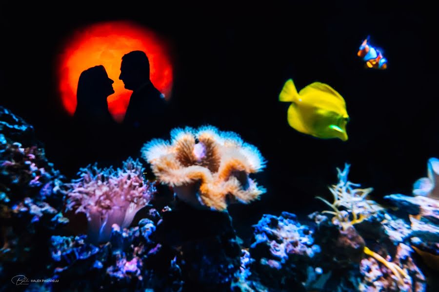 Fotografo di matrimoni Alex Pasarelu (belle-foto). Foto del 5 maggio 2019