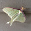 Luna Moth Male