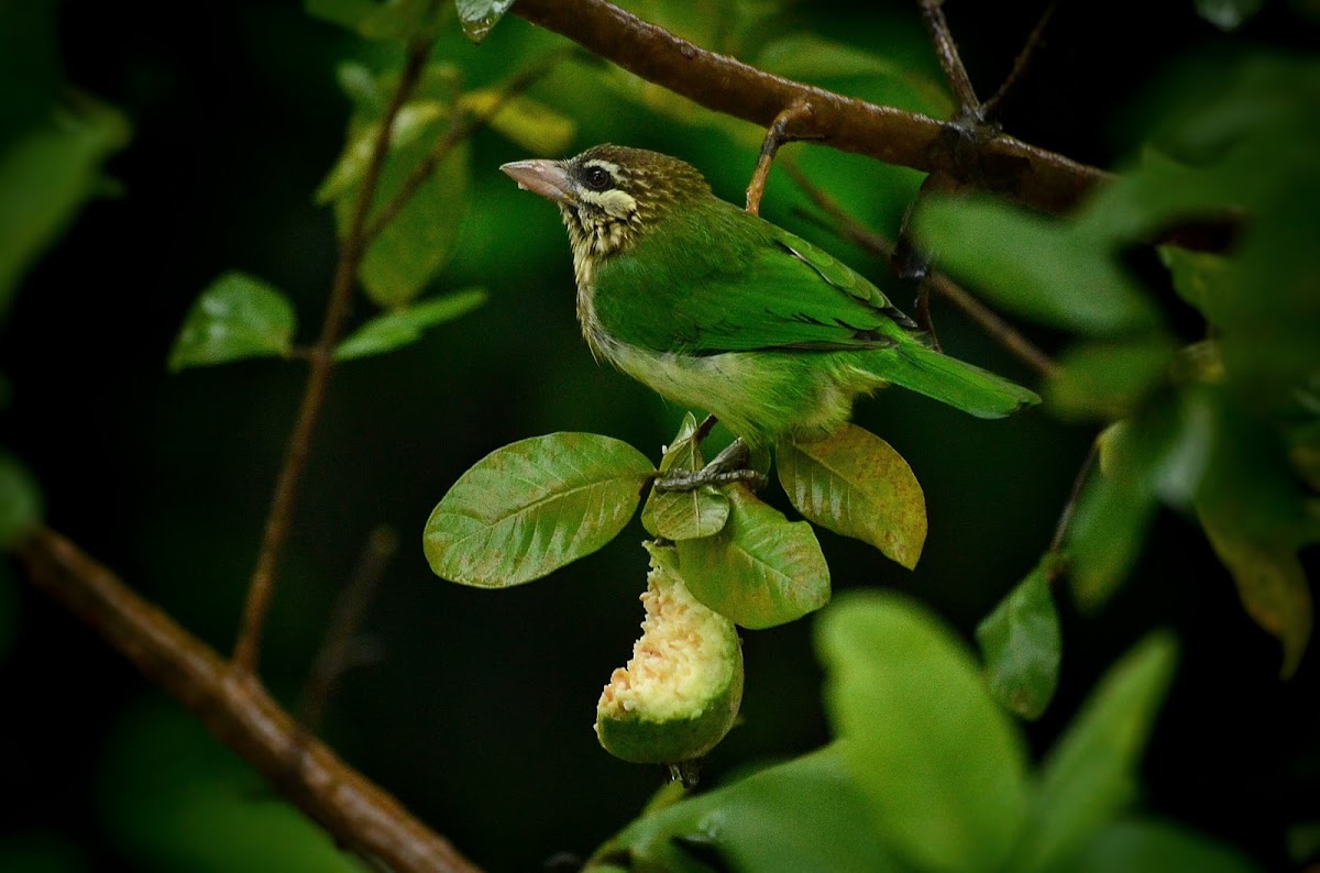 White cheeked barbet or small green barbet.