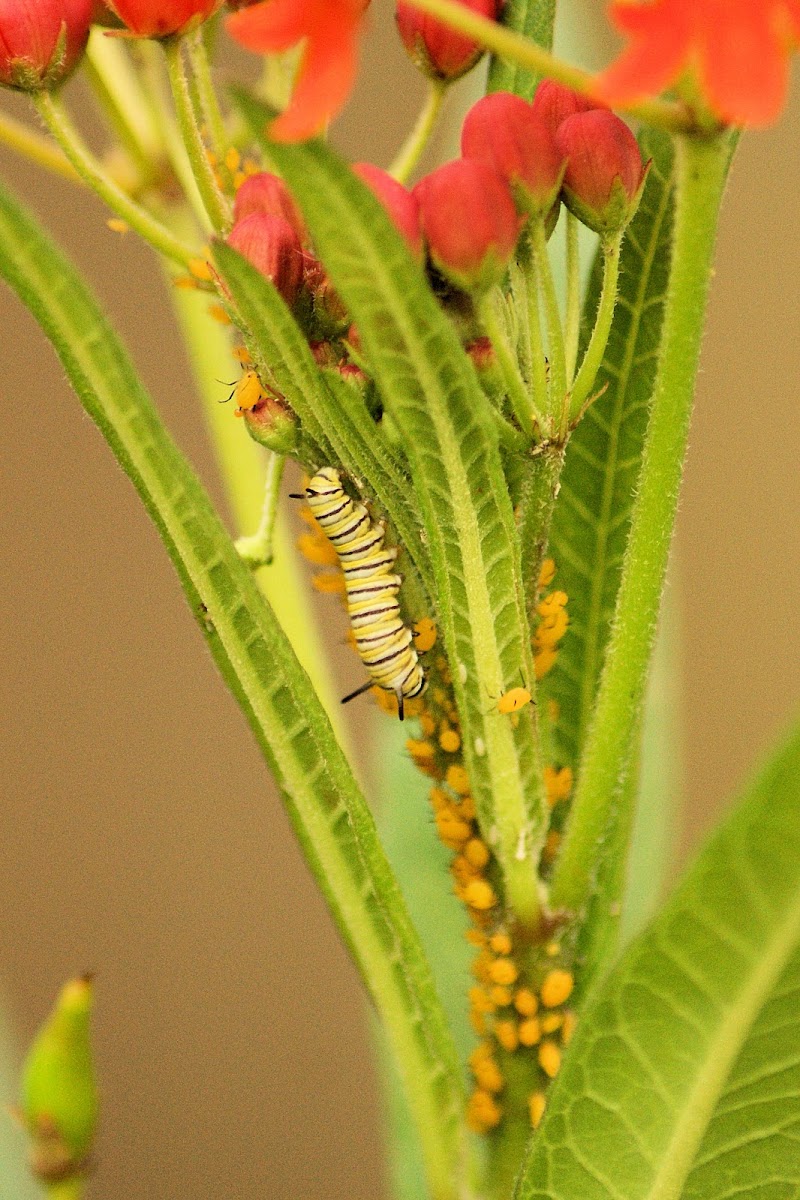 Monarch Caterpillar