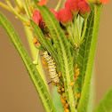 Monarch Caterpillar