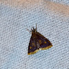 Mint-loving pyrausta moth