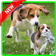 Download Beagle Dog Wallpaper For PC Windows and Mac 1.0