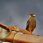 Yellow-headed Caracara (young)