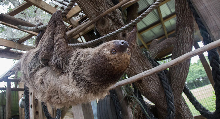 Wild Florida’s amazing airboat tours and animal encounters!