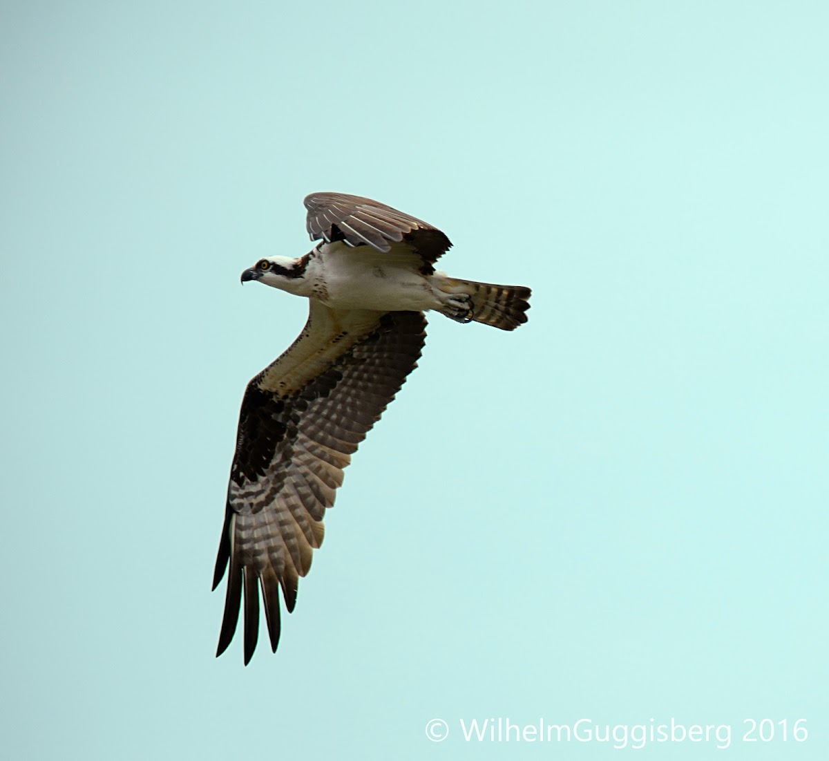 Osprey