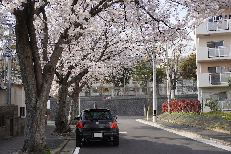 スイフトスポーツの桜とコラボ・桜・花見・コロナ終息しますように。・ZC31Sに関するカスタム事例の投稿画像3枚目