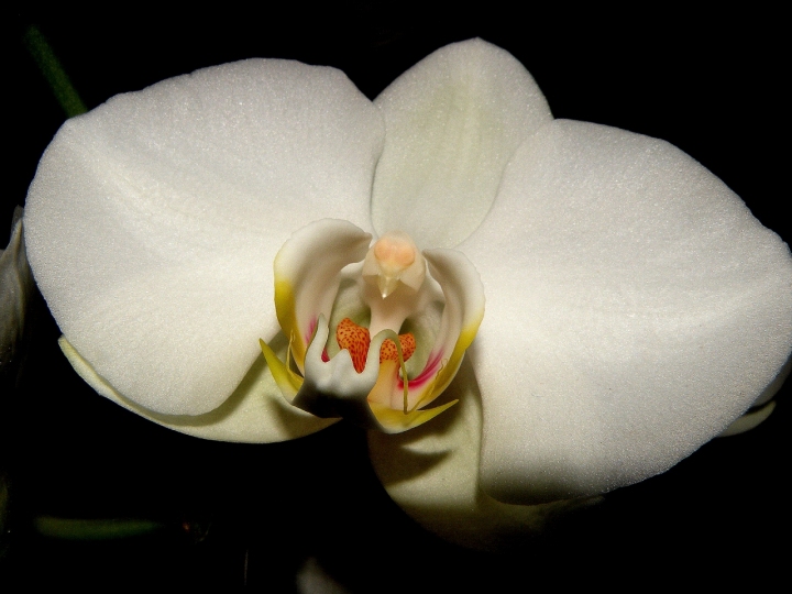 Orchidea di peperino