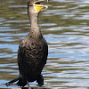 Great cormorant