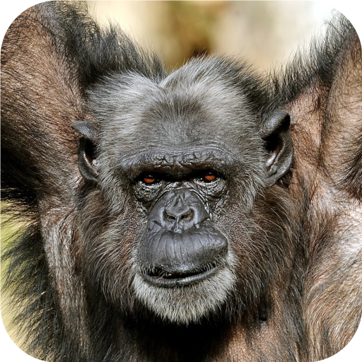 Animals.Gorillas.Wallpaper 個人化 App LOGO-APP開箱王