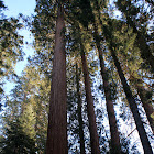 Giant Sequoia