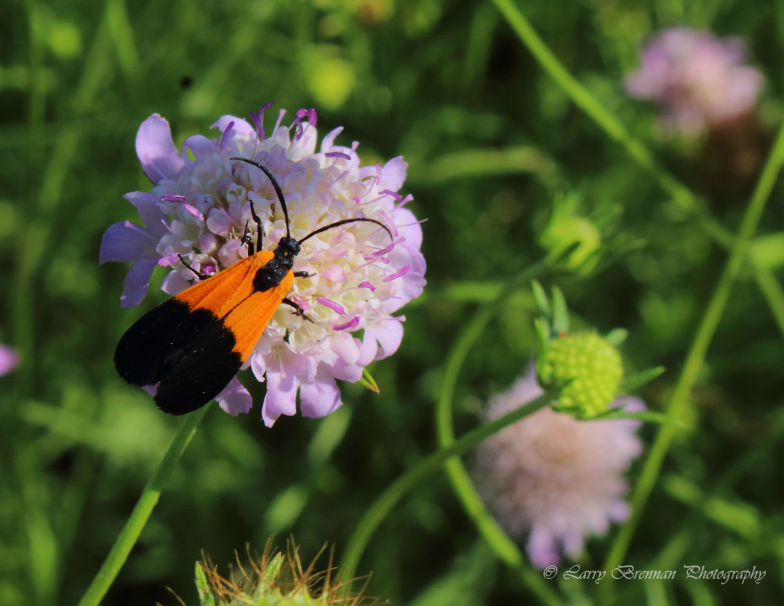 Black-and-yellow Lichen Moth