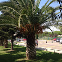 Palmera