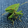 Green Stinkbug