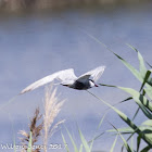 Whiskered Tern; Fumarel Cariblanco