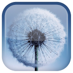 Cover Image of 下载 Dandelion Live Wallpaper 1.5.6 APK