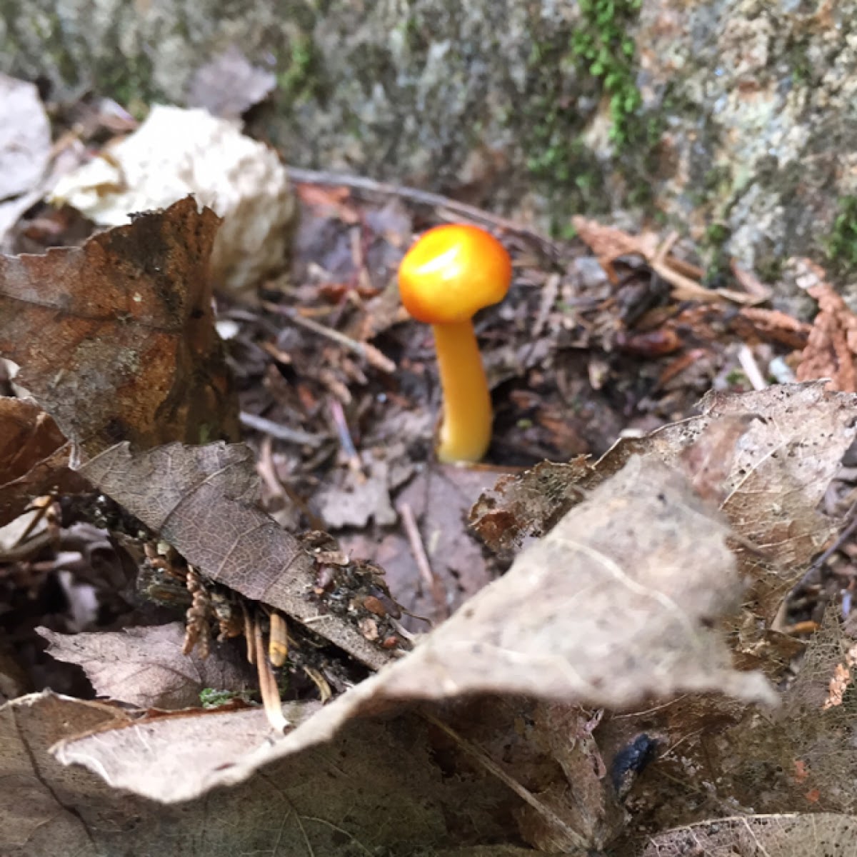 Orange mycena