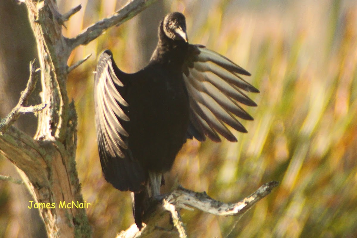 Black Vulture