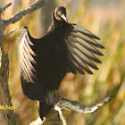 Black Vulture