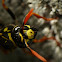 European paper wasp