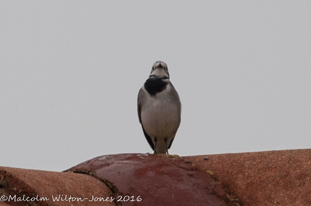 White Wagtail; Lavandera Blanca