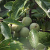 Wild Plum