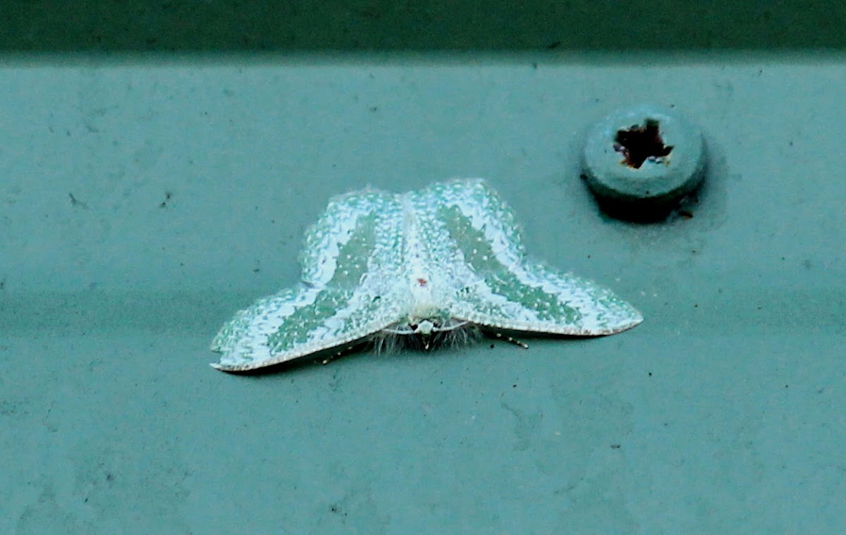 Bizarre Wattle Looper (Male)