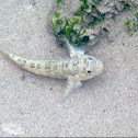 Common Sand-Goby