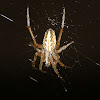 Orb-weaver Spider