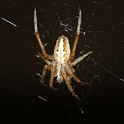 Orb-weaver Spider