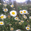 Daisy Fleabane