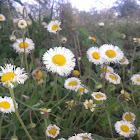 Daisy Fleabane