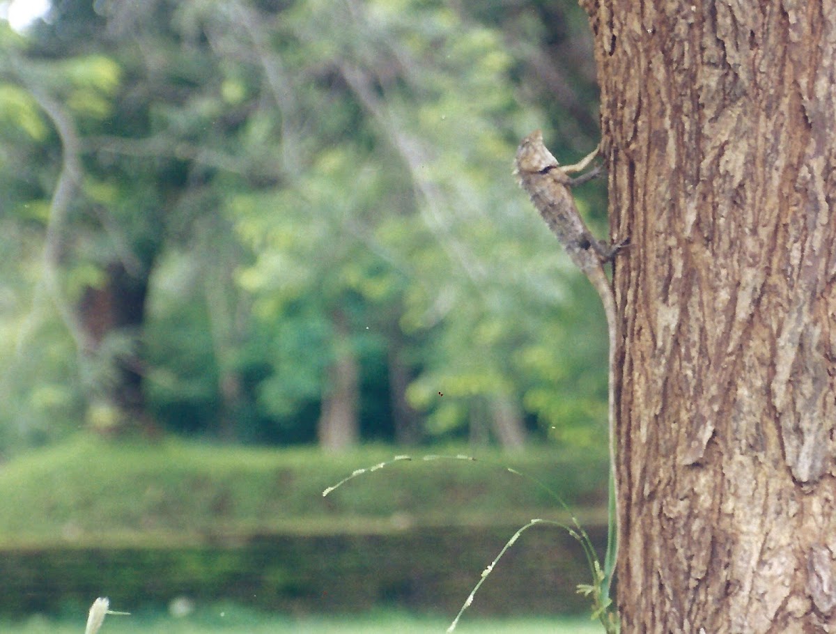 Oriental garden lizard