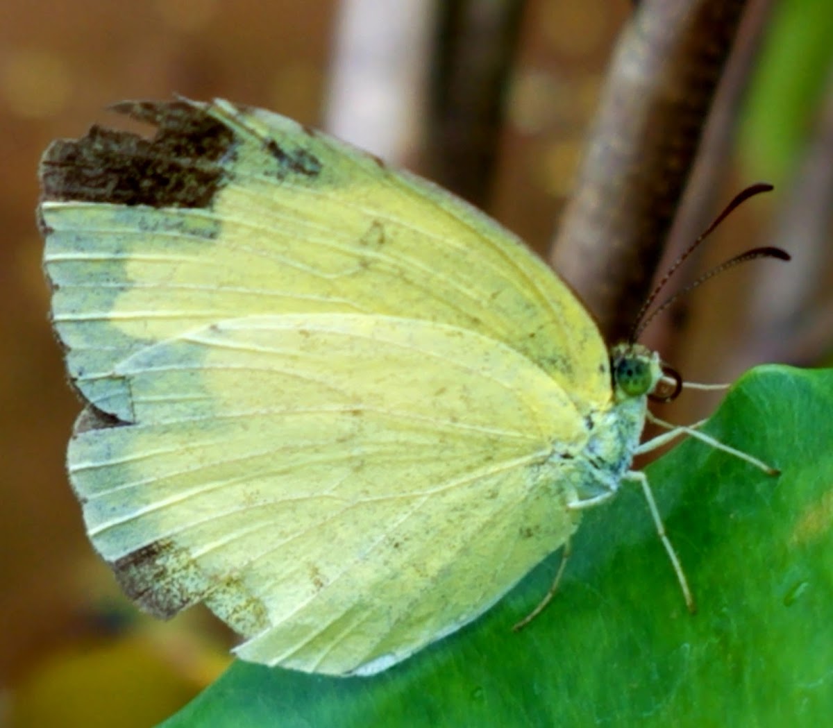 Common grass yellow