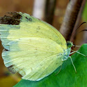 Common grass yellow