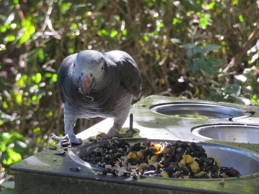 Birds in South Africa 2017