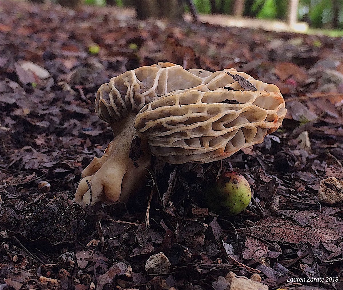 Morel Mushroom