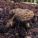 Morel Mushroom