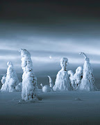 A frozen forest in Riisitunturi National Park, Finnish Lapland. 