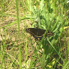 Black Swallowtail