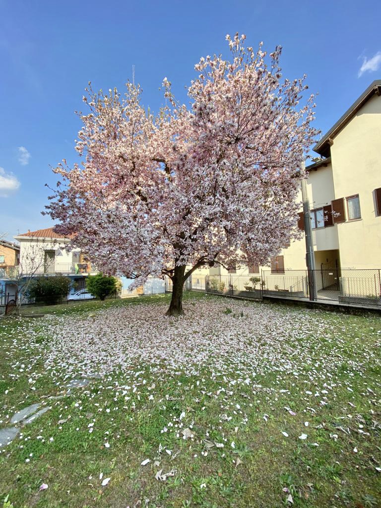 Benedetta Primavera  di Jorjo