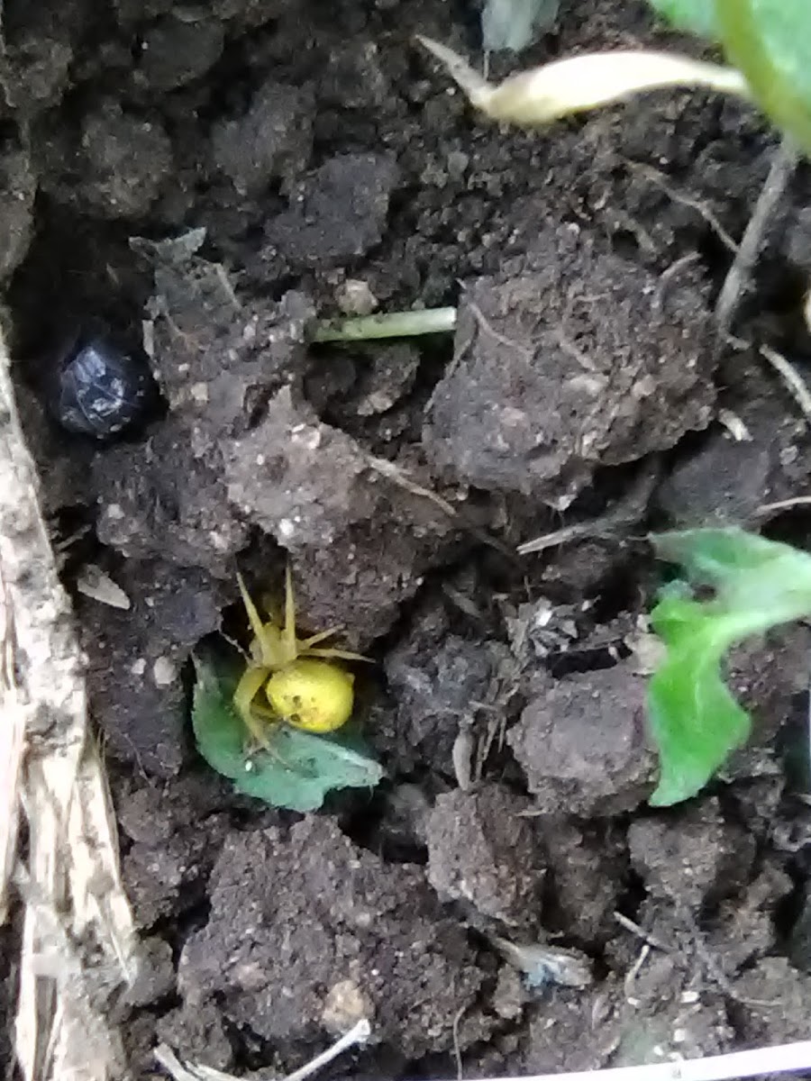 Yellow Crab Spider