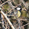 Great Tit; Carbonero Común