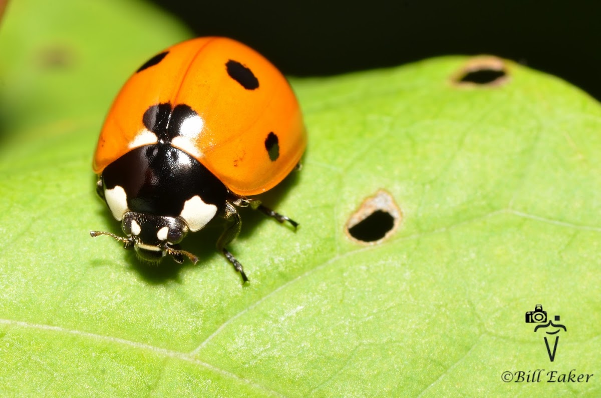 Severn Spotted Lady Beetle